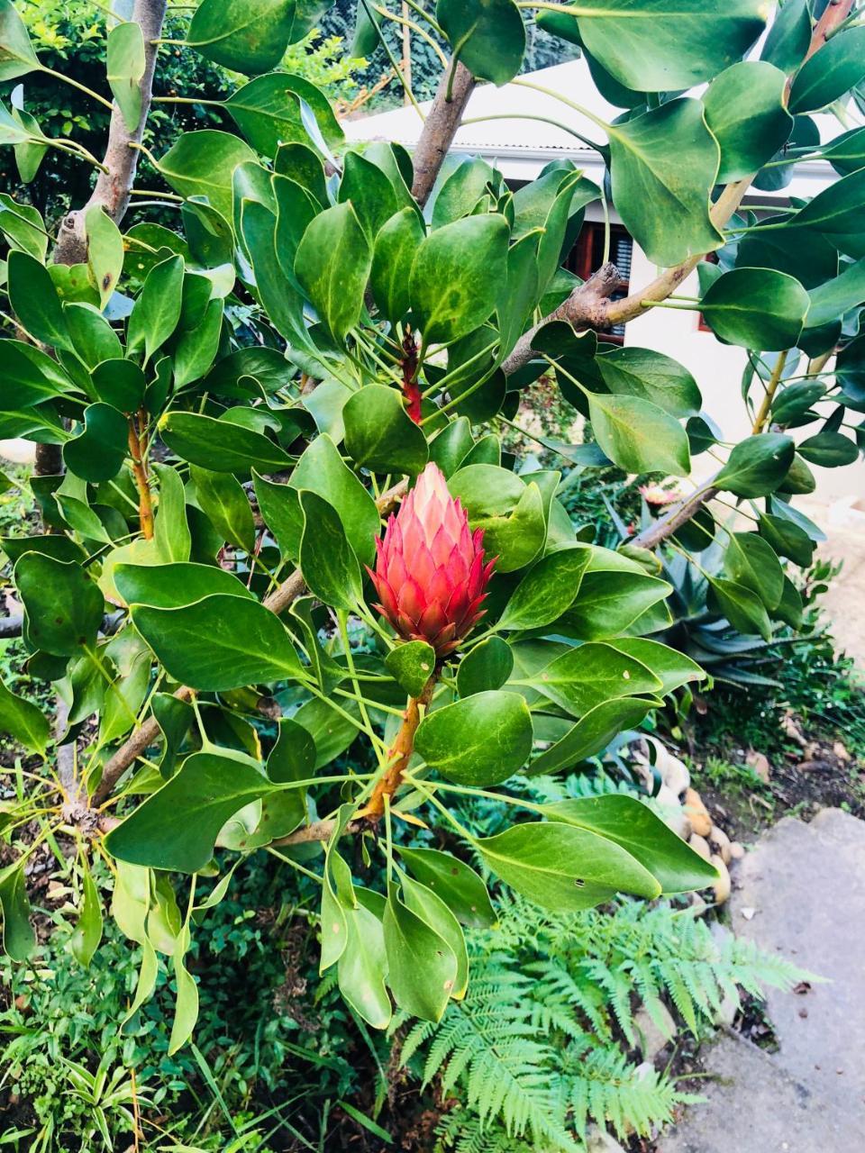 Vila 11 Protea Knysna Exteriér fotografie